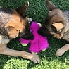 West Paw West Paw Rowdies™ Peet - Pluche Hondenspeelgoed - Voor (Middel)Grote Honden - Sterke Knuffel met Pieper in Roze, Groen en Geel - Ideaal voor Trekspel West Paw West Paw Rowdies™ Peet - Pluche Hondenspeelgoed - Voor (Middel)Grote Honden - Sterke Knuffel met Pieper in Roze, Groen en Geel - Ideaal voor Trekspel