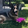 West Paw West Paw Rowdies™ Peet - Pluche Hondenspeelgoed - Voor (Middel)Grote Honden - Sterke Knuffel met Pieper in Roze, Groen en Geel - Ideaal voor Trekspel West Paw West Paw Rowdies™ Peet - Pluche Hondenspeelgoed - Voor (Middel)Grote Honden - Sterke Knuffel met Pieper in Roze, Groen en Geel - Ideaal voor Trekspel