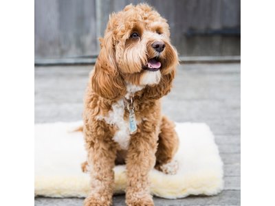 HuggleHounds - Wasbare Fleece Hondenmat van Lamswol voor benches of als los kussen - In Naturel of Grijs - S/M/L/XL/XXL