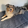 HuggleHounds HuggleHounds - Wasbare Fleece Hondenmat van Lamswol voor benches of als los kussen - In Naturel of Grijs - S/M/L/XL/XXL HuggleHounds HuggleHounds - Wasbare Fleece Hondenmat van Lamswol voor benches of als los kussen - In Naturel of Grijs - S/M/L/XL/XXL