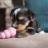 Kong Kong Puppy Latex Speelgoed - Ideaal bij het tanden wisselen - masseert het tandvlees - Blauw of Roze - Geen kleurkeuze mogelijk - Small, Medium, Large Kong Kong Puppy Latex Speelgoed - Ideaal bij het tanden wisselen - masseert het tandvlees - Blauw of Roze - Geen kleurkeuze mogelijk - Small, Medium, Large