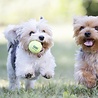 Kong Kong SqueakAir Ball - Veilige bal voor honden - Tennisbal met uitdagende pieper - S / M / L / XL Kong Kong SqueakAir Ball - Veilige bal voor honden - Tennisbal met uitdagende pieper - S / M / L / XL