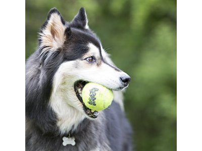 Kong SqueakAir Ball - Veilige bal voor honden - Tennisbal met uitdagende pieper - S / M / L / XL