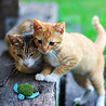 Kong Kong pluche kattenspeelgoed voor catnip - Hervulbaar met kattenkruid - Wasbaar - 6 varianten Kong Kong pluche kattenspeelgoed voor catnip - Hervulbaar met kattenkruid - Wasbaar - 6 varianten