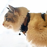 Puppia Catspia Cat Harness - Private Camo - Kattenharnas - Tuigje voor uitlaten van de kat - Veilig mee naar buiten - Camo Bruin - S/M/L Puppia Catspia Cat Harness - Private Camo - Kattenharnas - Tuigje voor uitlaten van de kat - Veilig mee naar buiten - Camo Bruin - S/M/L