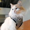 Puppia Catspia Cat Harness - Garbo Black - Kattenharnas - Tuigje voor uitlaten van de kat - Veilig mee naar buiten Puppia Catspia Cat Harness - Garbo Black - Kattenharnas - Tuigje voor uitlaten van de kat - Veilig mee naar buiten