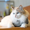 Puppia Catspia Cat Harness - Garbo Black - Kattenharnas - Tuigje voor uitlaten van de kat - Veilig mee naar buiten Puppia Catspia Cat Harness - Garbo Black - Kattenharnas - Tuigje voor uitlaten van de kat - Veilig mee naar buiten