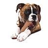 Nylabone Nylabone Extreme kauwbot met baconsmaak - Voor Krachtige Kauwers - XS/S/M/L/XL Nylabone Nylabone Extreme kauwbot met baconsmaak - Voor Krachtige Kauwers - XS/S/M/L/XL