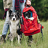 Kurgo Comfortabele Hondenrugzak voor Kleine honden met diverse opbergvakken - Voor honden tot 11 kg - Kurgo G-train K9 - Rood of Zwart - 33x53x25cm Kurgo Comfortabele Hondenrugzak voor Kleine honden met diverse opbergvakken - Voor honden tot 11 kg - Kurgo G-train K9 - Rood of Zwart - 33x53x25cm