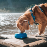Kurgo Kurgo Splash-Free Wander Water Bowl - Drinkbak voor in de auto - Blauw of Rood Kurgo Kurgo Splash-Free Wander Water Bowl - Drinkbak voor in de auto - Blauw of Rood