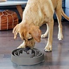 Outward Hound Outward Hound Fun Feeder - Anti Schrok Hondenvoerbak - 6 kleuren en 3 maten - door Dierenartsen aanbevolen Slow Bowl Outward Hound Outward Hound Fun Feeder - Anti Schrok Hondenvoerbak - 6 kleuren en 3 maten - door Dierenartsen aanbevolen Slow Bowl