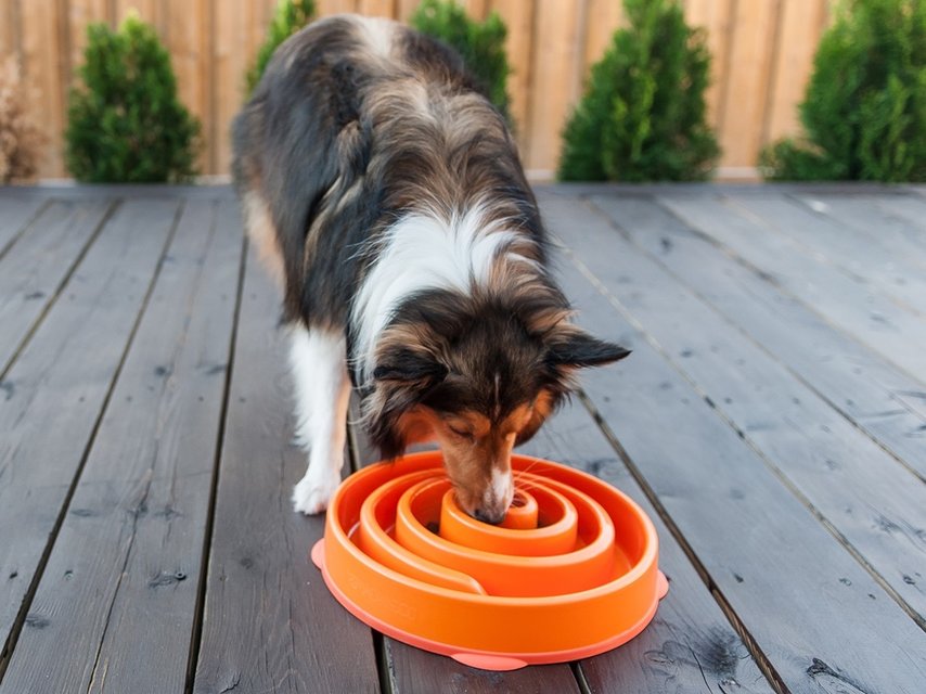 omroeper Verkeerd Belangrijk nieuws Een hond die schrokt? Geef ze een slowbowl! - Max&Luna