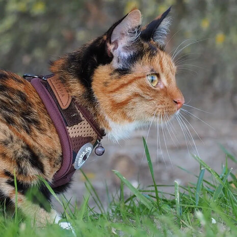 Catspia harness hot sale