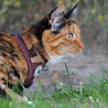 Puppia Catspia Cat Harness - Private Camo - Kattenharnas - Tuigje voor uitlaten van de kat - Veilig mee naar buiten - Camo Bruin - S/M/L Puppia Catspia Cat Harness - Private Camo - Kattenharnas - Tuigje voor uitlaten van de kat - Veilig mee naar buiten - Camo Bruin - S/M/L