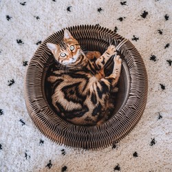 Millimeter Beringstraat In werkelijkheid De meest trendy en stijlvolle artikelen voor jouw kat of kitten! - Max&Luna