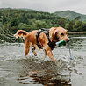 Kurgo Kurgo Journey Air - Hondenharnas voor actieve honden - Eenvoudig te bevestigen - Zwart/Grijs - XS, S, M, L en XL Kurgo Kurgo Journey Air - Hondenharnas voor actieve honden - Eenvoudig te bevestigen - Zwart/Grijs - XS, S, M, L en XL