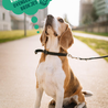 Imby Imby Plantaardig Droogvoer voor Honden - Hypoallergeen en 99,9% Vegan - Ovengebakken Hondenbrokjes - Volledig CO2 neutraal geproduceerd - Zakken van 1,5 kg of 5 kg Imby Imby Plantaardig Droogvoer voor Honden - Hypoallergeen en 99,9% Vegan - Ovengebakken Hondenbrokjes - Volledig CO2 neutraal geproduceerd - Zakken van 1,5 kg of 5 kg