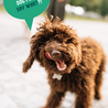Imby Imby Plantaardig Droogvoer voor Honden - Hypoallergeen en 99,9% Vegan - Ovengebakken Hondenbrokjes - Volledig CO2 neutraal geproduceerd - Zakken van 1,5 kg of 5 kg Imby Imby Plantaardig Droogvoer voor Honden - Hypoallergeen en 99,9% Vegan - Ovengebakken Hondenbrokjes - Volledig CO2 neutraal geproduceerd - Zakken van 1,5 kg of 5 kg