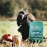 Imby Imby Plantaardig Droogvoer voor Honden - Hypoallergeen en 99,9% Vegan - Ovengebakken Hondenbrokjes - Volledig CO2 neutraal geproduceerd - Zakken van 1,5 kg of 5 kg Imby Imby Plantaardig Droogvoer voor Honden - Hypoallergeen en 99,9% Vegan - Ovengebakken Hondenbrokjes - Volledig CO2 neutraal geproduceerd - Zakken van 1,5 kg of 5 kg