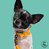 Dog With A Mission Dog with a Mission - Halsband Bibi - Gele leren Hondenhalsband - Maat XXS t/m XXL Dog With A Mission Dog with a Mission - Halsband Bibi - Gele leren Hondenhalsband - Maat XXS t/m XXL