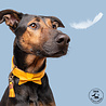 Dog With A Mission Dog with a Mission - Halsband Bibi - Gele leren Hondenhalsband - Maat XXS t/m XXL Dog With A Mission Dog with a Mission - Halsband Bibi - Gele leren Hondenhalsband - Maat XXS t/m XXL