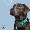 Dog With A Mission Dog with a Mission - Halsband Boomer - Turquoise leren hondenhalsband - Maat XXS t/m XXL Dog With A Mission Dog with a Mission - Halsband Boomer - Turquoise leren hondenhalsband - Maat XXS t/m XXL