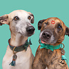 Dog With A Mission Dog with a Mission - Halsband Boomer - Turquoise leren hondenhalsband - Maat XXS t/m XXL Dog With A Mission Dog with a Mission - Halsband Boomer - Turquoise leren hondenhalsband - Maat XXS t/m XXL