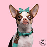 Dog With A Mission Dog with a Mission - Halsband Boomer - Turquoise leren hondenhalsband - Maat XXS t/m XXL Dog With A Mission Dog with a Mission - Halsband Boomer - Turquoise leren hondenhalsband - Maat XXS t/m XXL