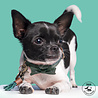 Dog With A Mission Dog with a Mission - Halsband Bowie - Groene Leren Hondenhalsband- Maat XXS t/m XXL Dog With A Mission Dog with a Mission - Halsband Bowie - Groene Leren Hondenhalsband- Maat XXS t/m XXL