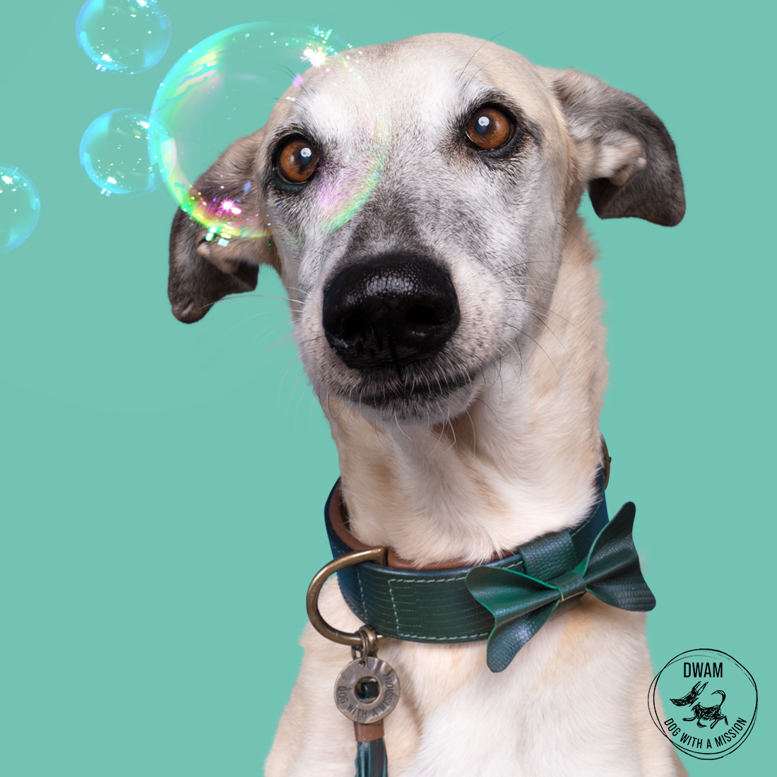 interieur Industrieel klein Dog with a Mission - Halsband Bowie - Groene Leren Hondenhalsband - Max&Luna