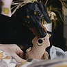 Beco Beco Pluche Quokka - Hondenknuffel van Gerecycled Materiaal - Met Luide Pieper - Geschikt voor kleine honden - Small Beco Beco Pluche Quokka - Hondenknuffel van Gerecycled Materiaal - Met Luide Pieper - Geschikt voor kleine honden - Small