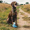 Beco Beco Pluche Papegaaiduiker - Hondenknuffel van Gerecycled Materiaal - Met Luide Pieper - Geschikt voor middelgrote honden - Medium Beco Beco Pluche Papegaaiduiker - Hondenknuffel van Gerecycled Materiaal - Met Luide Pieper - Geschikt voor middelgrote honden - Medium