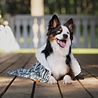 BeOneBreed BeOneBreed Aztec Soft Pet Blanket - Superzachte fleece deken voor Hond en Kat - Dubbelzijdig - Donkergrijs - 71 x 89 cm BeOneBreed BeOneBreed Aztec Soft Pet Blanket - Superzachte fleece deken voor Hond en Kat - Dubbelzijdig - Donkergrijs - 71 x 89 cm