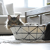 BeOneBreed BeOneBreed Metalen Kattenmand - Rond - Geometrische stijl - Inclusief Zacht Kussen - Zwart - 46 x 15 cm BeOneBreed BeOneBreed Metalen Kattenmand - Rond - Geometrische stijl - Inclusief Zacht Kussen - Zwart - 46 x 15 cm