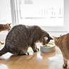 BeOneBreed BeOneBreed Intellikatt - Slowfeeder voor katten - Voerpuzzel aanbevolen door Dierenartsen en Kattengedragsdeskundigen - Grijs/Geel BeOneBreed BeOneBreed Intellikatt - Slowfeeder voor katten - Voerpuzzel aanbevolen door Dierenartsen en Kattengedragsdeskundigen - Grijs/Geel