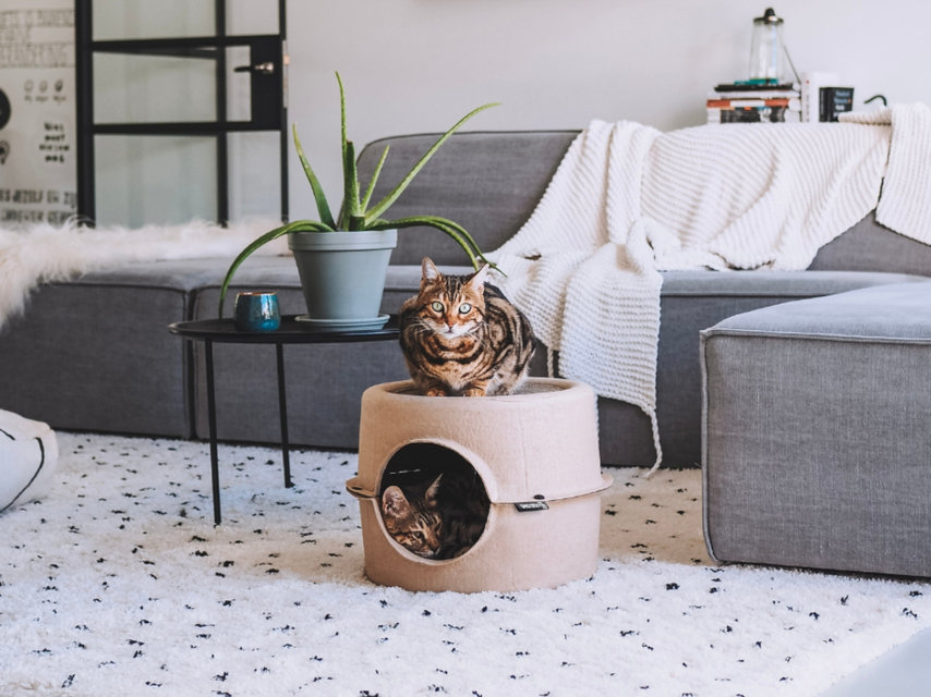 Janice referentie helaas Design voor honden, katten en jouw interieur! - Max&Luna