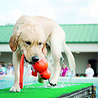 Kong Kong Water Wubba - Met Neopreen omhulde Tennisbal voor honden - Uitstekend voor apporteren - Blijft drijven in water - Large - 35,5 X 9 X 9 cm Kong Kong Water Wubba - Met Neopreen omhulde Tennisbal voor honden - Uitstekend voor apporteren - Blijft drijven in water - Large - 35,5 X 9 X 9 cm
