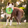 West Paw West Paw Seaflex™ Sailz - Duurzaam Hondenspeelgoed - Frisbee in Roze, Groen en Blauw - Voor gemiddeld sterke Kauwers en Honden die graag Rennen West Paw West Paw Seaflex™ Sailz - Duurzaam Hondenspeelgoed - Frisbee in Roze, Groen en Blauw - Voor gemiddeld sterke Kauwers en Honden die graag Rennen