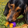 West Paw West Paw Rumbl met Zogoflex® Echo - Vulbaar Hondenspeelgoed en Slow Feeder - Geschikt voor Pups en Zachte kauwers West Paw West Paw Rumbl met Zogoflex® Echo - Vulbaar Hondenspeelgoed en Slow Feeder - Geschikt voor Pups en Zachte kauwers