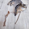 Spot Spot Silver Vine Kattenhengel - Onweerstaanbaar Kattenspeelgoed met Silvervine - Als Catnip niet werkt - Kattenspeeltjes mix: Geen keuze mogelijk Spot Spot Silver Vine Kattenhengel - Onweerstaanbaar Kattenspeelgoed met Silvervine - Als Catnip niet werkt - Kattenspeeltjes mix: Geen keuze mogelijk