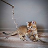 Spot Spot Silver Vine Kattenhengel - Onweerstaanbaar Kattenspeelgoed met Silvervine - Als Catnip niet werkt - Kattenspeeltjes mix: Geen keuze mogelijk Spot Spot Silver Vine Kattenhengel - Onweerstaanbaar Kattenspeelgoed met Silvervine - Als Catnip niet werkt - Kattenspeeltjes mix: Geen keuze mogelijk