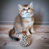 Spot Spot Silver Vine Chunky - Onweerstaanbaar Kattenspeelgoed van Hout en Silvervine - Als Catnip niet werkt - Kattenspeeltjes mix: Geen keuze mogelijk Spot Spot Silver Vine Chunky - Onweerstaanbaar Kattenspeelgoed van Hout en Silvervine - Als Catnip niet werkt - Kattenspeeltjes mix: Geen keuze mogelijk