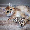 Spot Spot Silver Vine Chunky - Onweerstaanbaar Kattenspeelgoed van Hout en Silvervine - Als Catnip niet werkt - Kattenspeeltjes mix: Geen keuze mogelijk Spot Spot Silver Vine Chunky - Onweerstaanbaar Kattenspeelgoed van Hout en Silvervine - Als Catnip niet werkt - Kattenspeeltjes mix: Geen keuze mogelijk