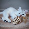 Spot Spot Silver Vine Chunky - Onweerstaanbaar Kattenspeelgoed van Hout en Silvervine - Als Catnip niet werkt - Kattenspeeltjes mix: Geen keuze mogelijk Spot Spot Silver Vine Chunky - Onweerstaanbaar Kattenspeelgoed van Hout en Silvervine - Als Catnip niet werkt - Kattenspeeltjes mix: Geen keuze mogelijk