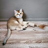 Spot Spot Silver Vine Sisal Stick - Onweerstaanbaar Kattenspeelgoed van Sisal en Silvervine - Als Catnip niet werkt - Kattenspeeltjes mix: Geen keuze mogelijk Spot Spot Silver Vine Sisal Stick - Onweerstaanbaar Kattenspeelgoed van Sisal en Silvervine - Als Catnip niet werkt - Kattenspeeltjes mix: Geen keuze mogelijk