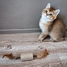 Spot Spot Silver Vine Sisal Stick - Onweerstaanbaar Kattenspeelgoed van Sisal en Silvervine - Als Catnip niet werkt - Kattenspeeltjes mix: Geen keuze mogelijk Spot Spot Silver Vine Sisal Stick - Onweerstaanbaar Kattenspeelgoed van Sisal en Silvervine - Als Catnip niet werkt - Kattenspeeltjes mix: Geen keuze mogelijk