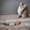 Spot Spot Silver Vine Sisal Stick - Onweerstaanbaar Kattenspeelgoed van Sisal en Silvervine - Als Catnip niet werkt - Kattenspeeltjes mix: Geen keuze mogelijk Spot Spot Silver Vine Sisal Stick - Onweerstaanbaar Kattenspeelgoed van Sisal en Silvervine - Als Catnip niet werkt - Kattenspeeltjes mix: Geen keuze mogelijk