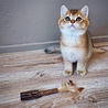 Spot Spot Silver Vine - Onweerstaanbaar Houten Kattenspeelgoed met Silvervine - Als Catnip niet werkt - Kattenspeeltjes mix: Geen keuze mogelijk Spot Spot Silver Vine - Onweerstaanbaar Houten Kattenspeelgoed met Silvervine - Als Catnip niet werkt - Kattenspeeltjes mix: Geen keuze mogelijk