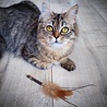 Spot Spot Silver Vine - Onweerstaanbaar Houten Kattenspeelgoed met Silvervine - Als Catnip niet werkt - Kattenspeeltjes mix: Geen keuze mogelijk Spot Spot Silver Vine - Onweerstaanbaar Houten Kattenspeelgoed met Silvervine - Als Catnip niet werkt - Kattenspeeltjes mix: Geen keuze mogelijk