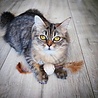 Spot Spot Silver Vine Sisal Stick - Onweerstaanbaar Kattenspeelgoed van Sisal en Silvervine - Als Catnip niet werkt - Kattenspeeltjes mix: Geen keuze mogelijk Spot Spot Silver Vine Sisal Stick - Onweerstaanbaar Kattenspeelgoed van Sisal en Silvervine - Als Catnip niet werkt - Kattenspeeltjes mix: Geen keuze mogelijk